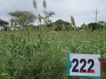 127960222c-rainfed-agriculture-mixedcrop-cotton-dominant-sorghum-gram.gif