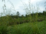 54995Berau (295).JPG