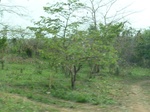 51538P1000708.JPG