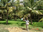 6332068a-irrigated-supplemental-groundwater-plantation-dominant-coconut-banana-doublecrop.jpg