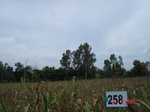 129200258b-rainfed-agriculture-maize-doublecrop-wheat.gif