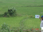 75400345a-irrigated-canal-rice.jpg