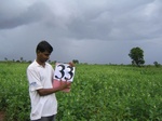 1187333-cropland-sesamum-a.jpg