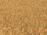 29476CIMG0775.JPG