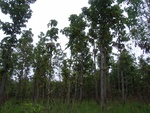 33428RIMG0168.JPG