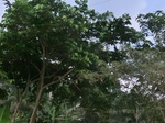 49831CIMG6168.JPG
