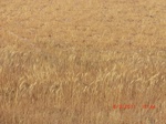 29833CIMG1266.JPG