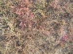 8180vp-063-Bushland-Succulant-b.jpg