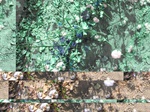 11681vp-078-Irrigated (Surface water) cotton-a.jpg