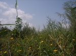 8936RIMG0010.JPG