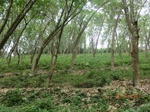 52983CIMG4037_调整大小.JPG