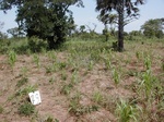 12128GT129_very_poor_millet.JPG