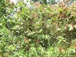 51015CIMG4189.JPG