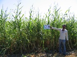 10202028-Irrigated (Surface water) Maize-a.jpg