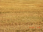 29741CIMG1057.JPG