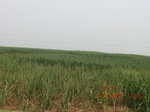 32851CIMG1983.JPG