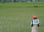 132440346b-irrigated-canal-rice.gif