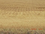 29799CIMG1172.JPG