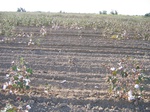 8134saline-064-Irrigated (Surface water) cotton-a.jpg