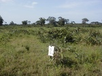 12057GT002_Fallow.JPG