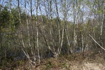 293IMG_4189.JPG