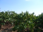 54286R0012718.JPG