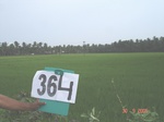 132990364a-irrigated-supplemental-mixed-plantation-banana-dominant-coconut-rice-doublecrop.gif