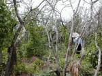12163GT160_Yam_on_dead_tree_stakes.JPG