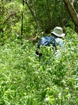 24448Colima 002.jpg