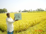 6662gt116-cropland-1.jpg