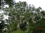 53594CIMG6950.JPG