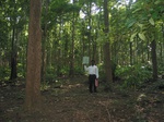 9259gt018a-forests-mature-sec-80-percent-cover.gif