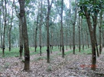 52979CIMG4033_调整大小.JPG
