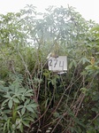 12017GT274_cassava_2ndYear.JPG
