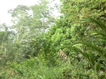 48089CIMG4426.JPG