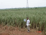 133380375b-irrigated-canal-sugarcane.gif