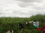 125670153c-irrigated-supplemental-major-river-water-lift-irrigation-sugarcane-dominant-sorghum.gif