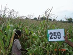 129240259c-rainfed-agriculture-maize-doublecrop.gif
