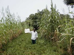 12105GT106_groundnut_G_corn.JPG