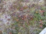 24993DSC00060.JPG