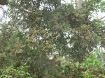 48659CIMG4996.JPG