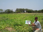 12654017b-irrigated-supplemental(groundwater-open-wells)-tobacco-vegetables-orchards.gif