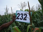 71660232b-rainfed-agriculture-maize.jpg