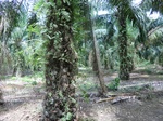 50645CIMG1274.JPG