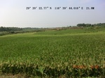 53856earlyrice_12.gps.jpg