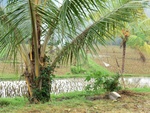 30900CIMG0755.JPG