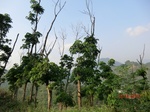53521CIMG6862.JPG