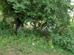 55814CIMG6445.JPG