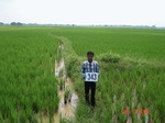 132340343a-irrigated-canal-rice.gif