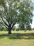 8767Cottonwood.jpg